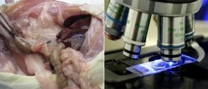 pathology services pathology services